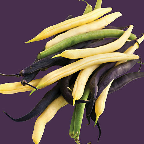 Beans Bush Mardi Gras Blend Seed