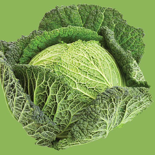 Cabbage Savoy