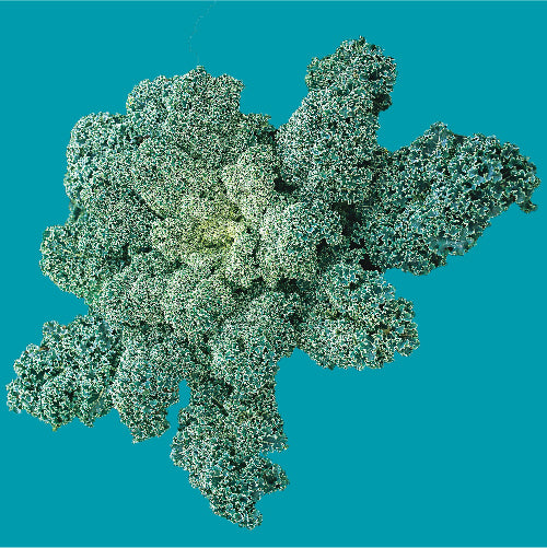 Kale Vates Blue Curled Seed