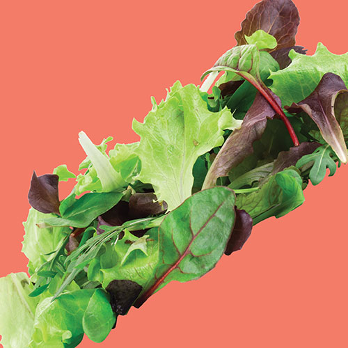 Lettuce Mesclun Mix Seed