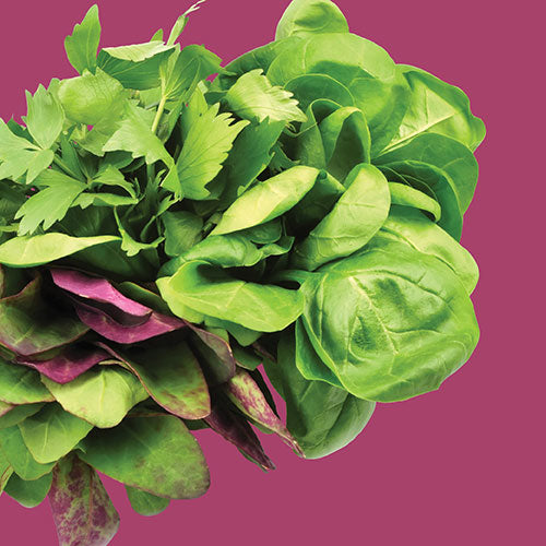 Lettuce Mesclun Spicy Salad Seed