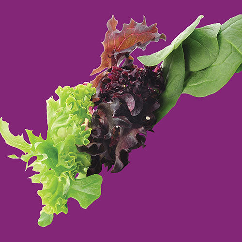Lettuce Gourmet Salad Blend Seed