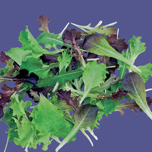 Lettuce Mini Greens Mix