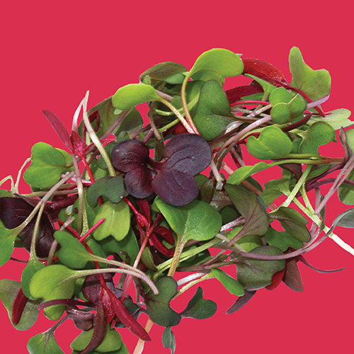Microgreens Old Mexico Mix Seed