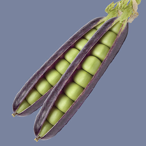 Peas Ezethas Krombek Blauwschok (Blue Shelling) Seed