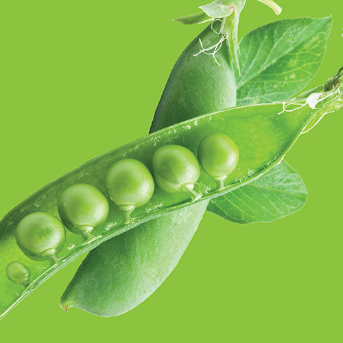 Peas Tom Thumb Seed