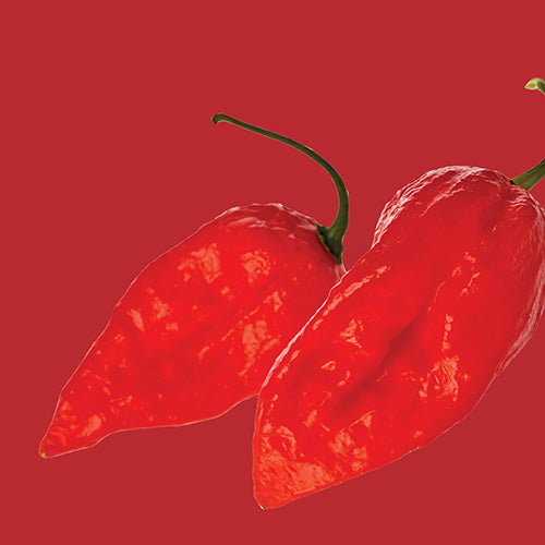 Capsicum Bhut Jolokia Red - Chili Seed