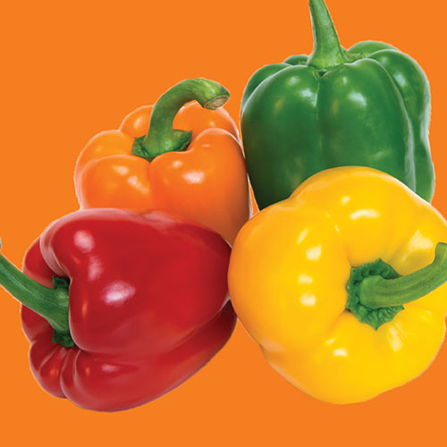 Capsicum Rainbow Bell Mix Seed
