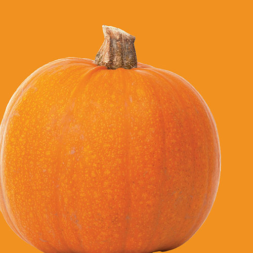 Squash Wee Be Little Seed