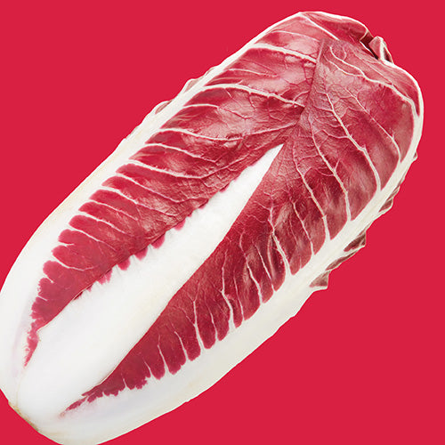 Radicchio Rossa Treviso Red Seed