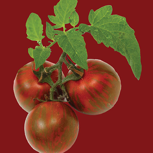 Tomato Black Krim