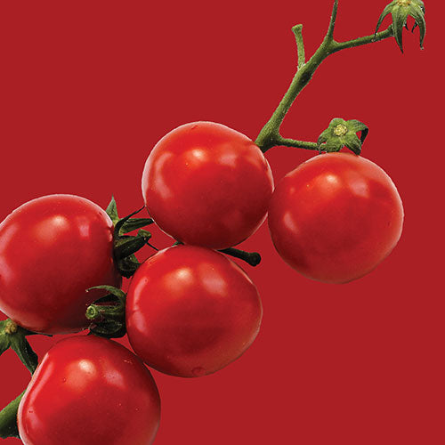 Tomato Principe Borghese Seed