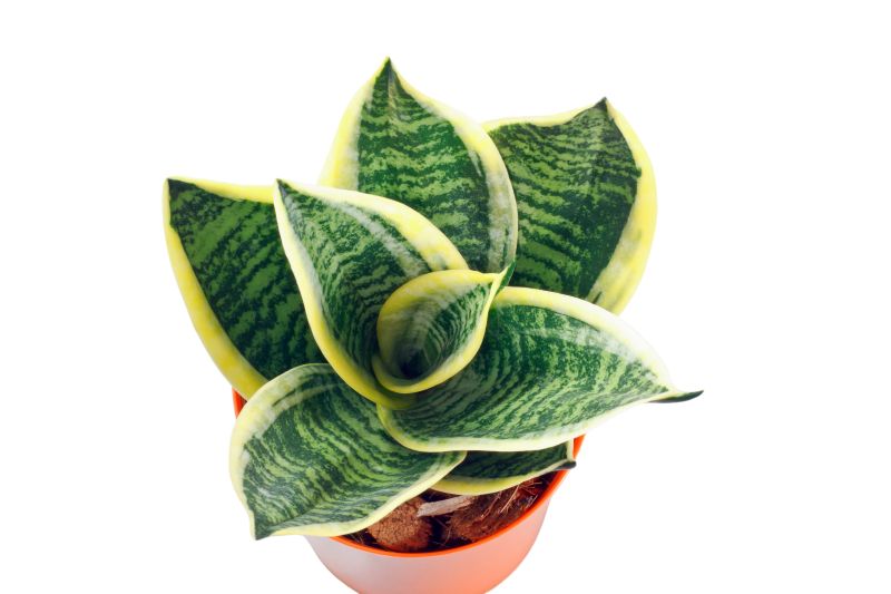 Sansevieria Trifasciata Golden Hahnii Seedlings
