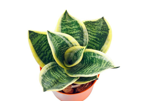 Sansevieria Trifasciata Golden Hahnii Seedlings