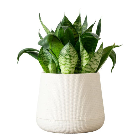Sansevieria Trifasciata Green Hahnii Seedlings