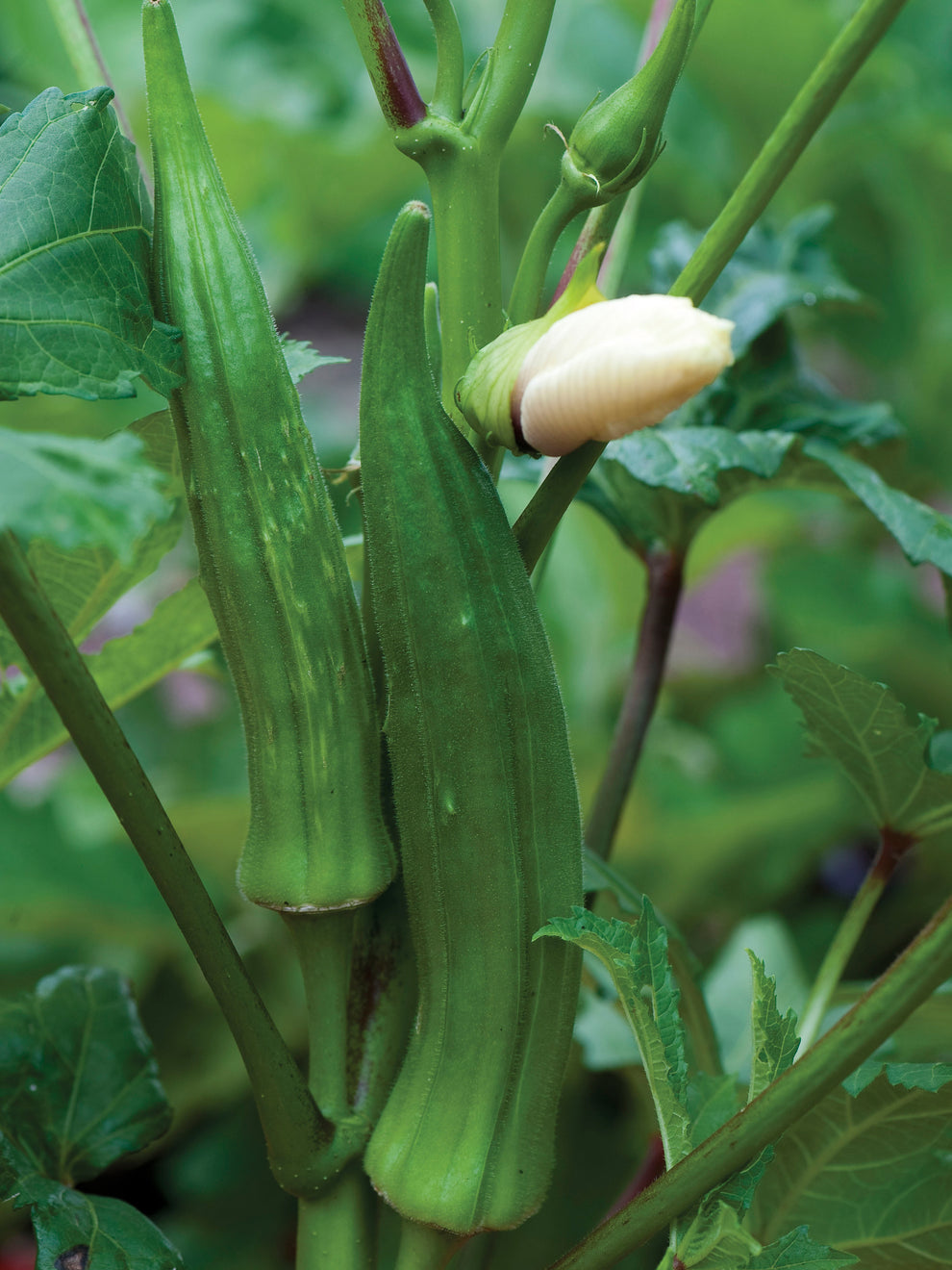 Okra Clemson Spineless Seeds from GroPak
