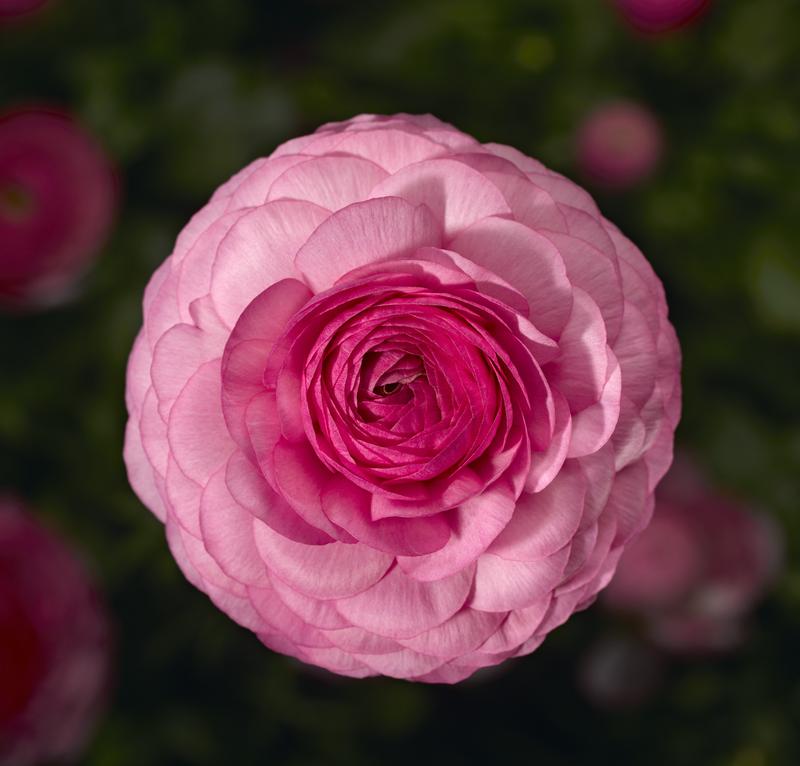 Ranunculus Mache Pink