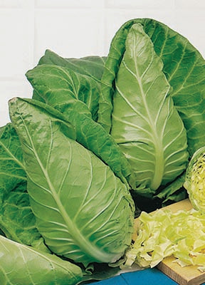 Cabbage Cape Spitz