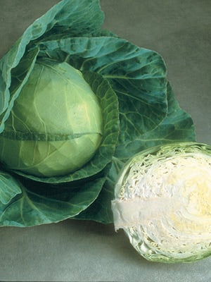  Cabbage Glory Of Enkhuizen
