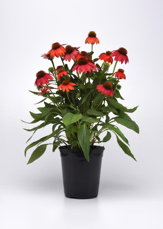 Echinacea Artisan Collection Red Ombre