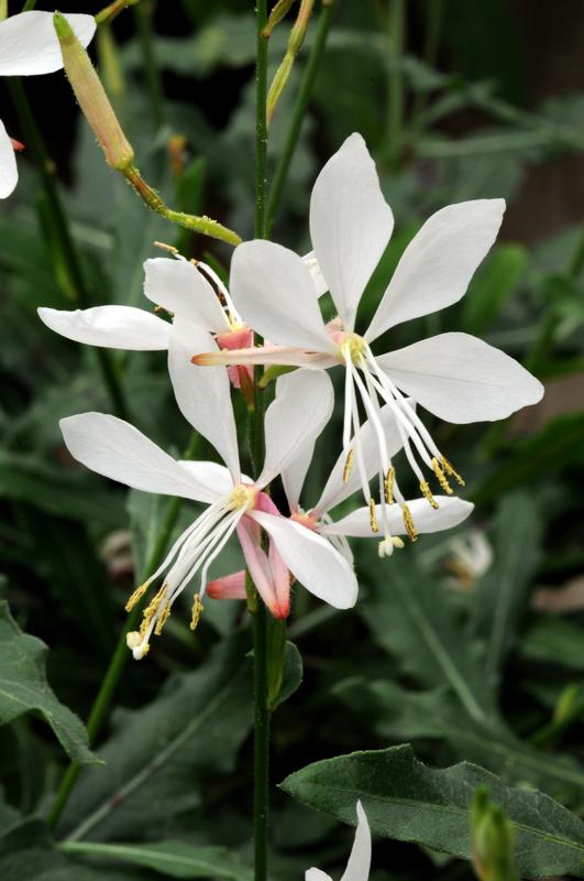 Gaura Sparkle White