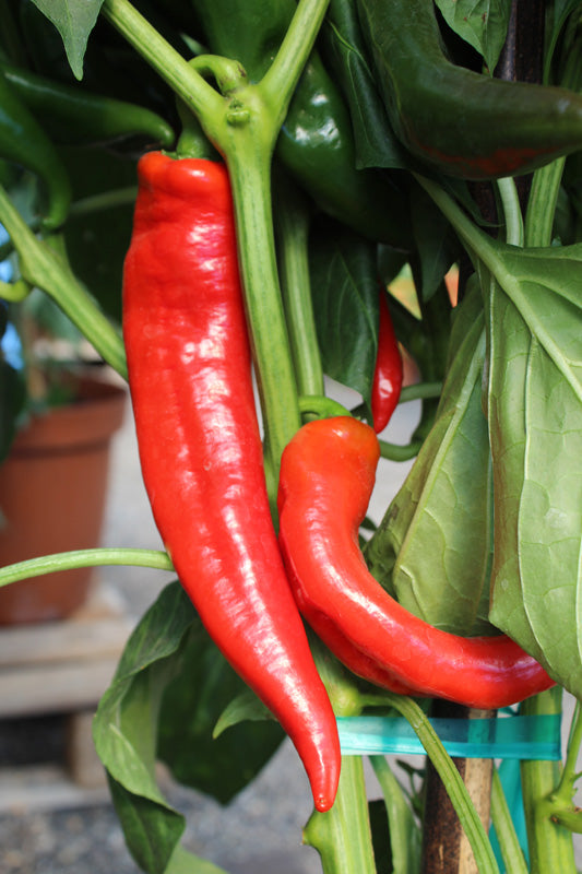 CAPSICUM PAPRIKA EXCELL(VL