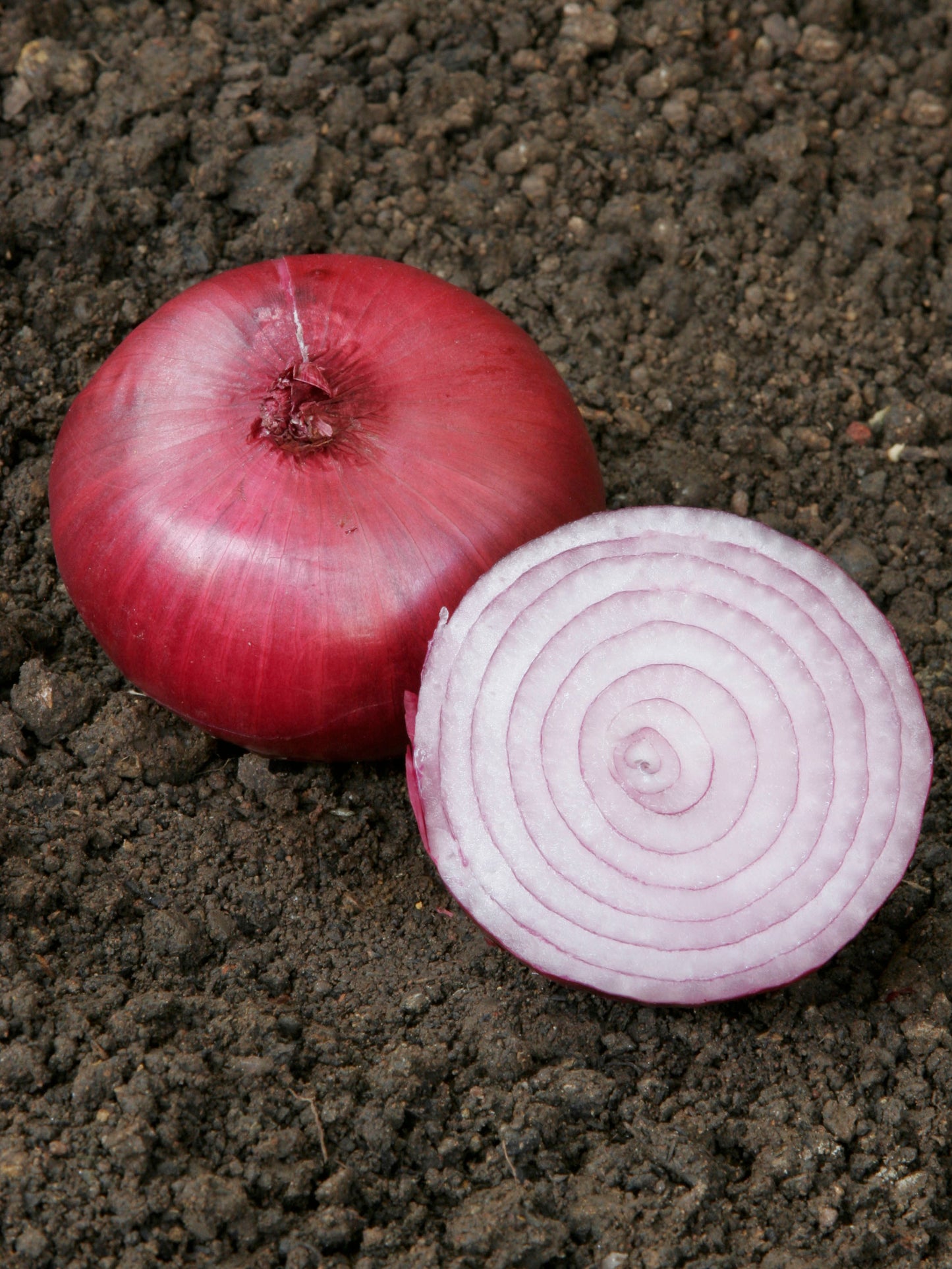 ONION RED CREOLE