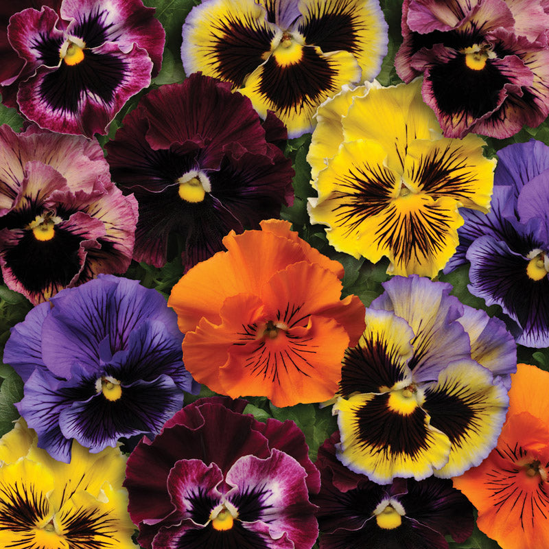 PANSY FRIZZLE SIZZLE MIX