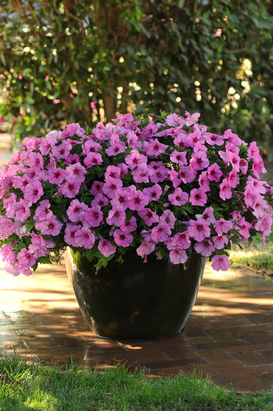 PETUNIA EASY WAVE PINK PASSION