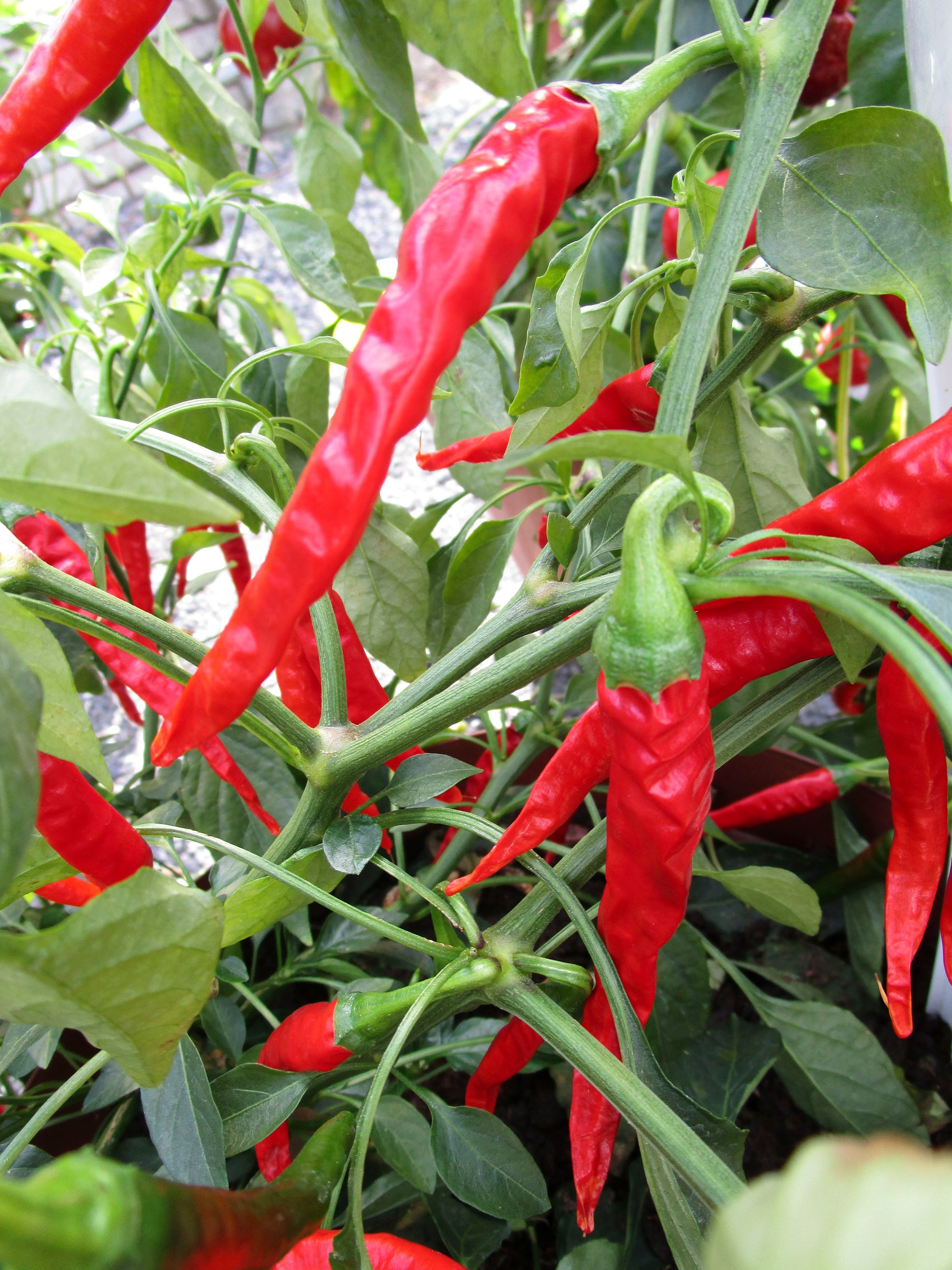 Capsicum Long Red Cayenne Slim - Chili Seed