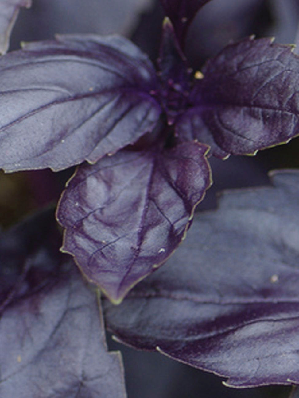 Basil Red Rubin Improved Seed