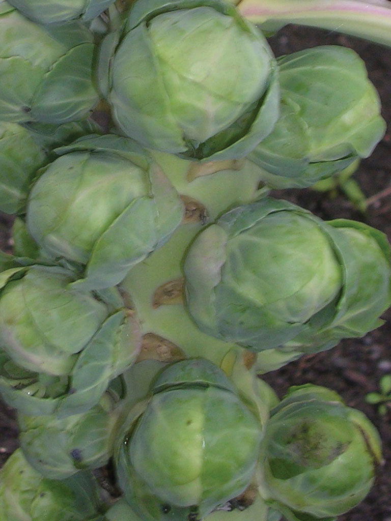 BRUSSEL SPROUTS LONG ISLAND