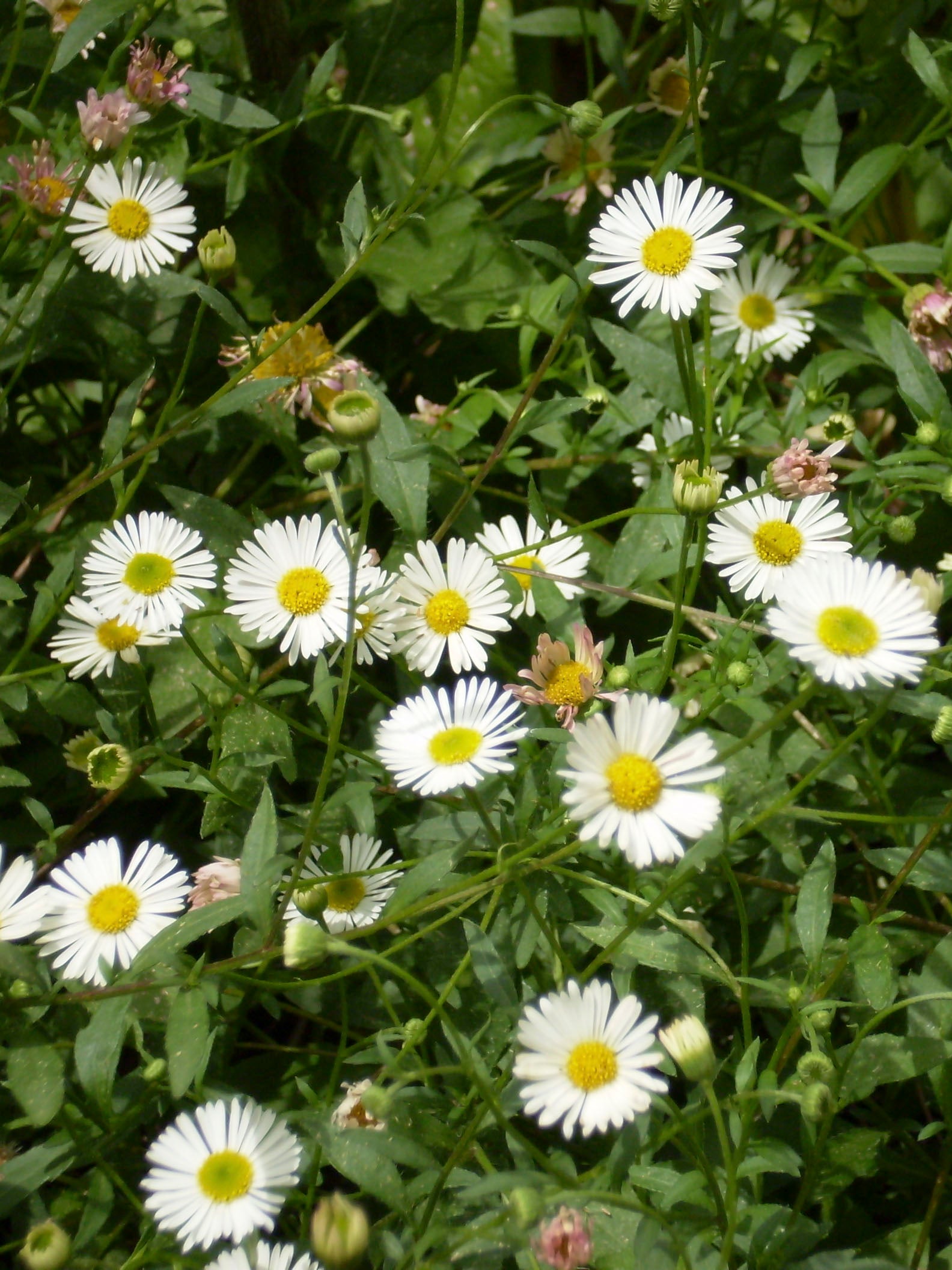 Gro Eff Herb Seeds in South Africa • Grow Your Own Herbs • Gro-Pak
