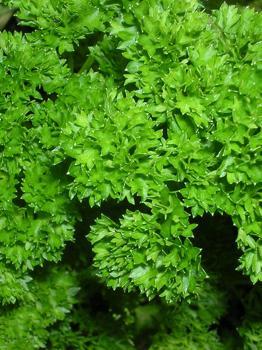 PARSLEY CHAMPION MOSS CURLED