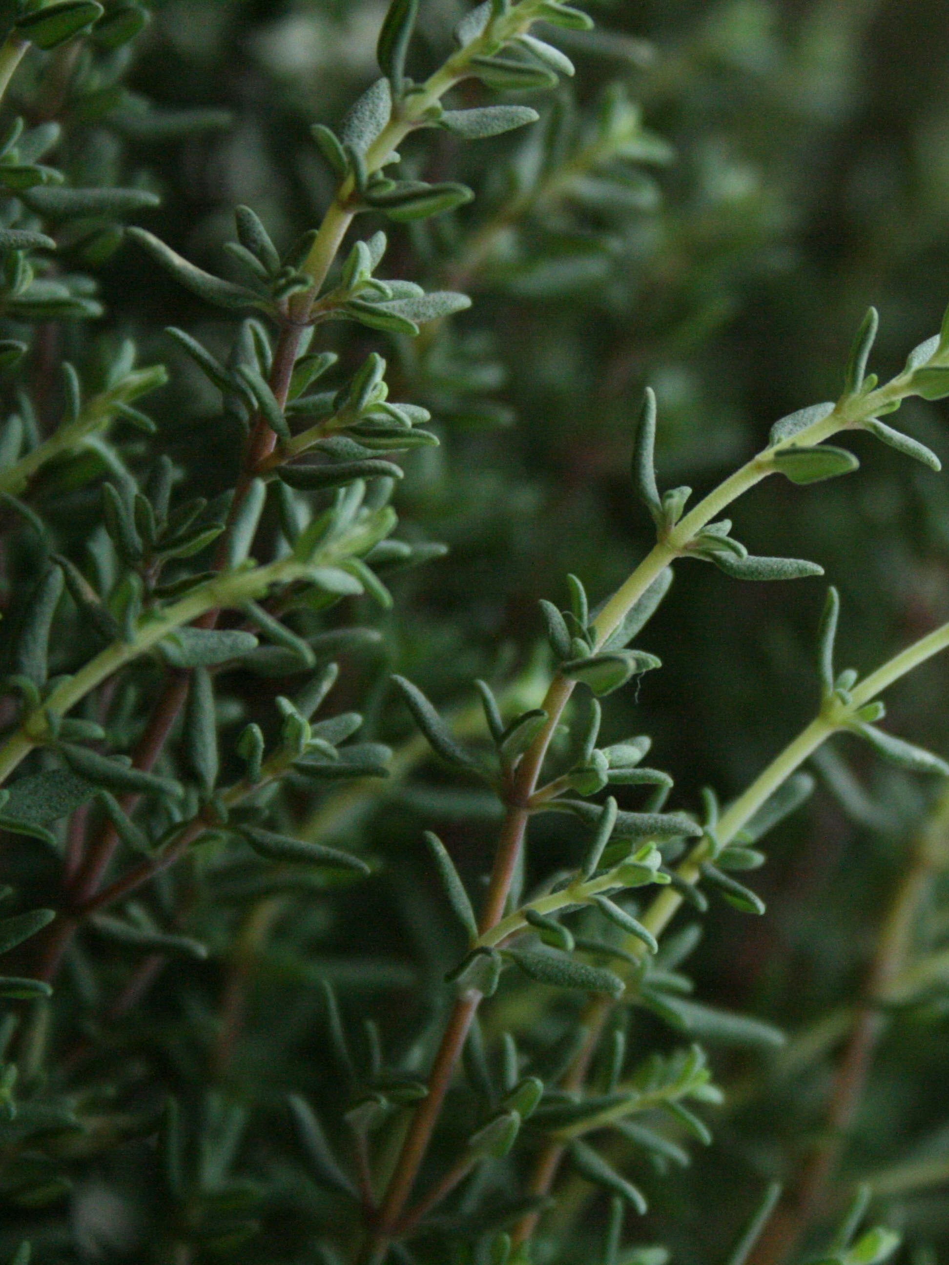 THYME WINTER