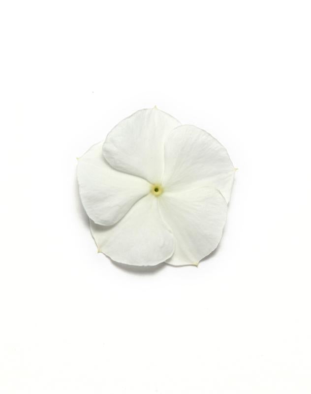Vinca Pacifica White Xp flower